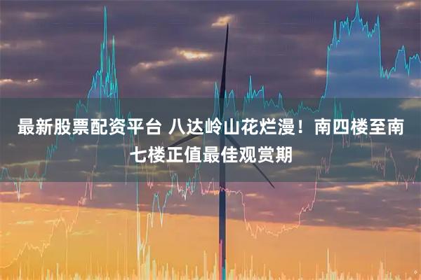 最新股票配资平台 八达岭山花烂漫！南四楼至南七楼正值最佳观赏期